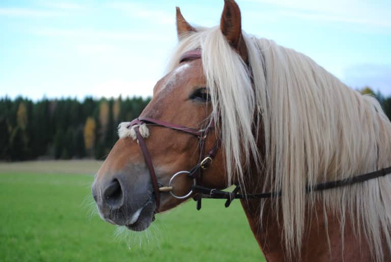 suomenhevonen Harjun Kakkonen
